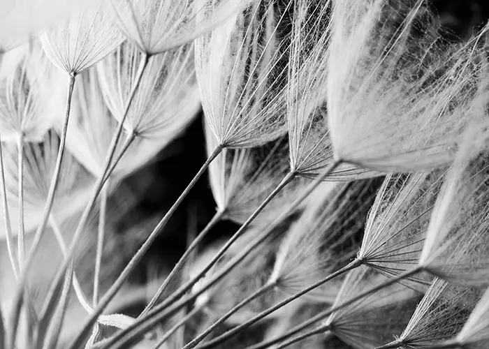 Plantes
