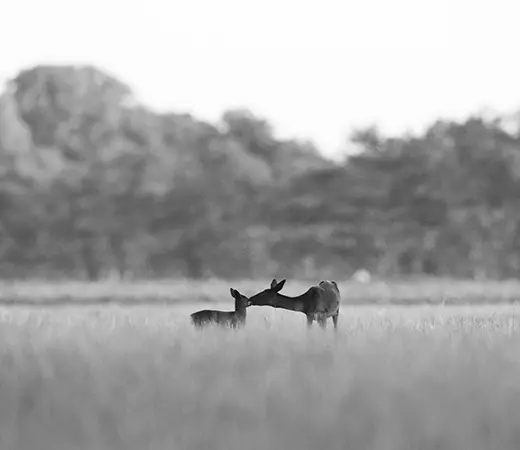 Biche et son enfant